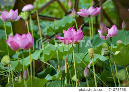 Lotus flower and water wheel 74872768