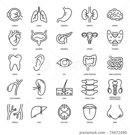 Human internal organs icon set in line style 74872890
