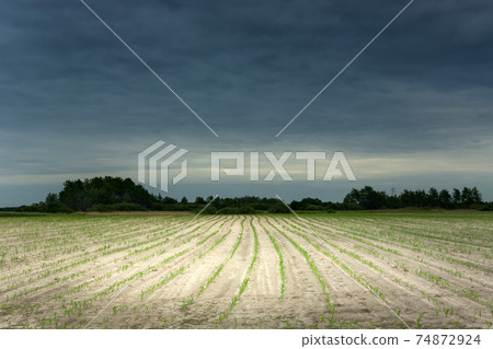 Corn seedlings in the field and dark clouds on the sky Corn seedlings in the field and dark clouds on the sky 74872924