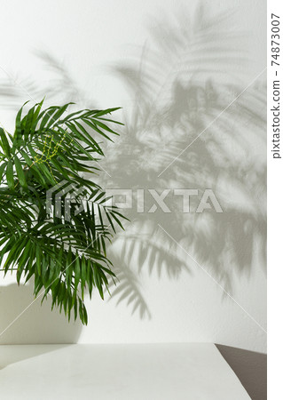 Chamaedorea flower with shadow on a white wall background Chamaedorea flower with shadow on a white wall background 74873007