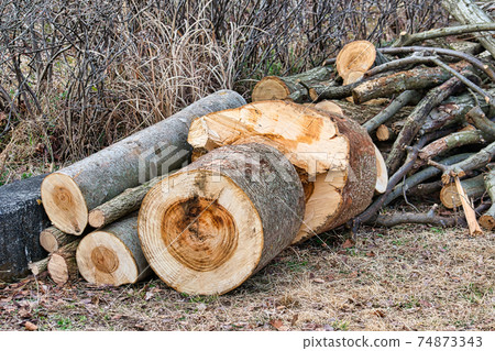 Felling of large trees Logs Felling of large trees Logs 74873343
