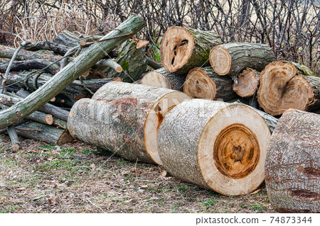 Felling of large trees Logs Felling of large trees Logs 74873344