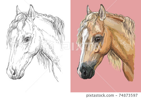 Vector illustration portrait of beautiful welsh pony Vector illustration portrait of beautiful welsh pony 74873597