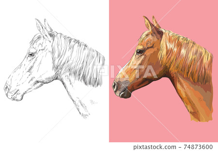 Vector illustration portrait of beautiful ginger horse Vector illustration portrait of beautiful ginger horse 74873600
