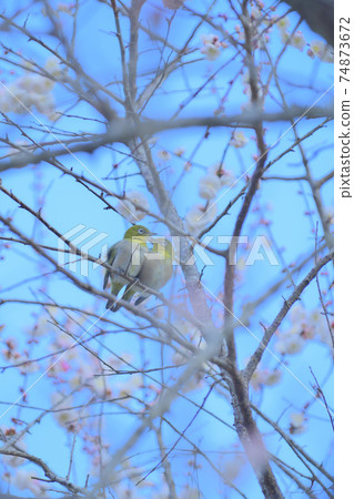 gi梅kan梅林 74873672