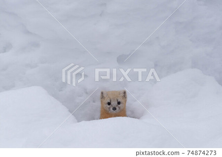 Ezokuroten coming out of the snow hole 74874273
