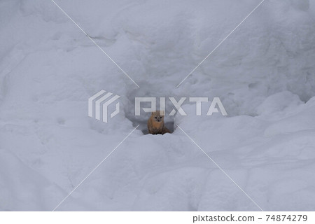 Ezokuroten coming out of the snow hole 74874279