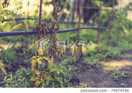 dried out tomato, tomato gone bad. Tomatoes grown in the greenhouse dried due to illness or disrepedness. Agriculture Concept. toned dried out tomato, tomato gone bad. Tomatoes grown in the greenhouse dried due to illness or disrepedness. Agriculture Concept. toned 74874598