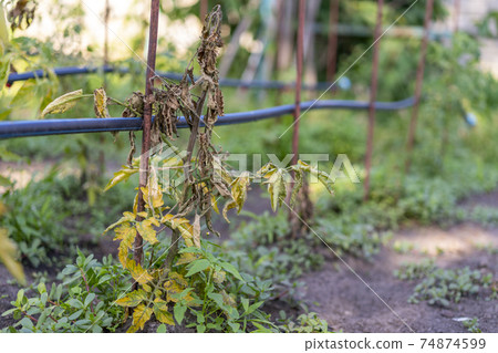 Tomato leaves affected by blight. rotten spoiled tomatoes on dry branches and bushes of tomatoes after harvest in the fall. spoiled harvest concept Tomato leaves affected by blight. rotten spoiled tomatoes on dry branches and bushes of tomatoes after harvest in the fall. spoiled harvest concept 74874599