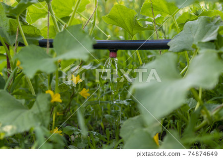 Cucumber growing in garden. Drip auto-irrigation of cucumbers. Growing vegetables in the garden bed. Gardening farming. Industry is a glass house. Organic green leaves 74874649
