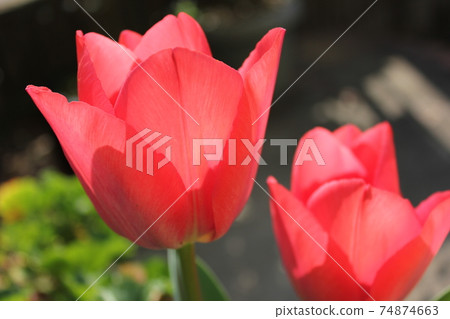~ Tulip ~ ◦◦◦◦Red tulips ◦◦◦◦ ~ Tulip ~ ◦◦◦◦Red tulips ◦◦◦◦ 74874663