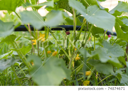 Cucumber growing in garden. Drip auto-irrigation of cucumbers. Growing vegetables in the garden bed. Gardening farming. Industry is a glass house. Organic green leaves 74874671