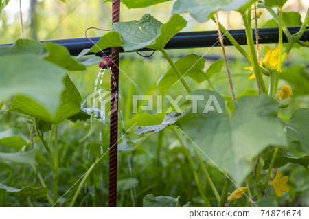 Cucumber growing in garden. Drip auto-irrigation of cucumbers. Growing vegetables in the garden bed. Gardening farming. Industry is a glass house. Organic green leaves 74874674