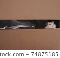 Cute white hamster looking with shyness ouf of box 74875185