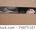 Cute curious hamster looking out of carton box 74875187