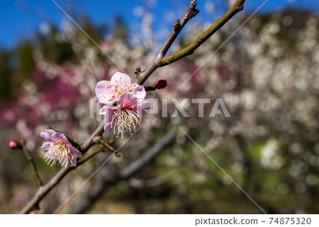 Pink plum blossoms in Inukura Umebayashi, Kawasaki City 74875320
