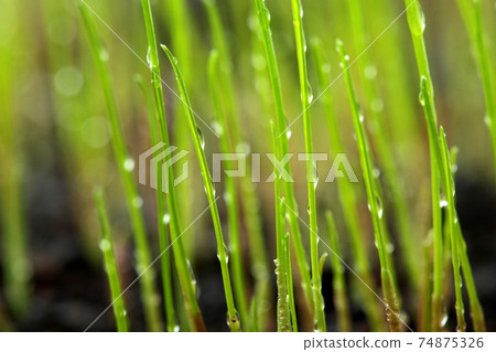 Thuja occidentalis is an evergreen coniferous tree 74875326