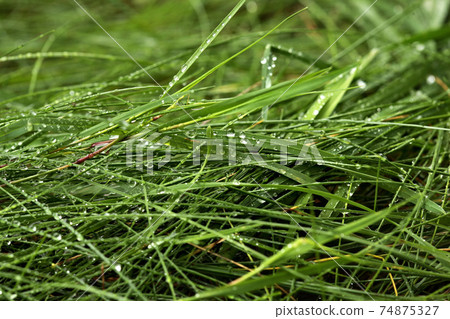 Thuja occidentalis is an evergreen coniferous tree Thuja occidentalis is an evergreen coniferous tree 74875327