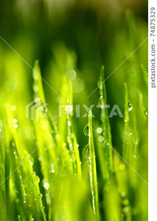 Thuja occidentalis is an evergreen coniferous tree Thuja occidentalis is an evergreen coniferous tree 74875329