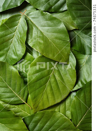 Thuja occidentalis is an evergreen coniferous tree Thuja occidentalis is an evergreen coniferous tree 74875331