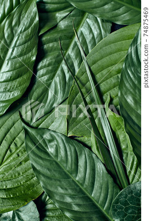 Creative tropical green leaves layout. Nature concept. Flat lay. 74875469