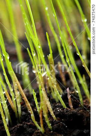 Macro of young grass with dew water drops Macro of young grass with dew water drops 74875470