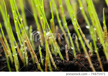Macro of young grass with dew water drops Macro of young grass with dew water drops 74875471