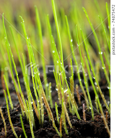 Macro of young grass with dew water drops Macro of young grass with dew water drops 74875472