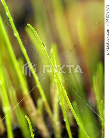 Macro of young grass with dew water drops Macro of young grass with dew water drops 74875473
