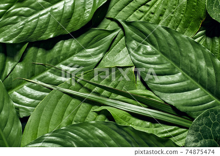 Creative tropical green leaves background Nature concept. Flat lay. Creative tropical green leaves background Nature concept. Flat lay. 74875474