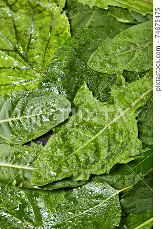 Creative layout made of different wet leaves.Flat lay. Nature concept.Dandelion leaves Creative layout made of different wet leaves.Flat lay. Nature concept.Dandelion leaves 74875475