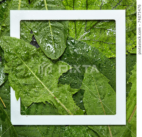 Creative layout made of different wet leaves with white frame note. Creative layout made of different wet leaves with white frame note. 74875476
