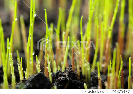 Macro of young grass with dew water drops 74875477