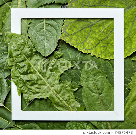 Creative layout made of different wet leaves with white frame note. Creative layout made of different wet leaves with white frame note. 74875478