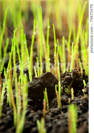 Macro of young grass with dew water drops Macro of young grass with dew water drops 74875479