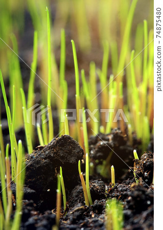 Macro of young grass with on on farm land.Concept of spring. New life.Freshness background Macro of young grass with on on farm land.Concept of spring. New life.Freshness background 74875480