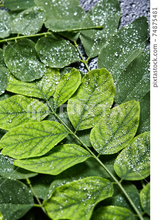 Creative background made of wet leaves water drops  74875481