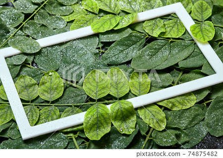 Creative layout made of wet leaves with water drops with white frame Creative layout made of wet leaves with water drops with white frame 74875482