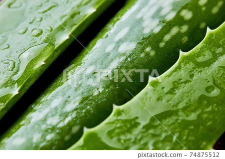 Aloe vera.Close up of diagonal shaped Aloe vera leaves with water drops. Aloe vera.Close up of diagonal shaped Aloe vera leaves with water drops. 74875512