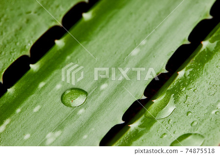 Aloe vera.Close up of diagonal shaped Aloe vera leaves with water drops. 74875518