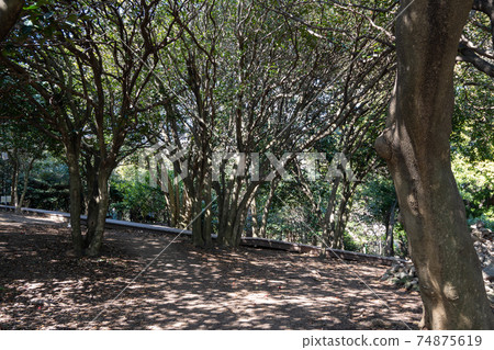 Odongdo Island Camellia forest 74875619