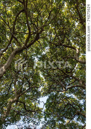 Looking up Odongdo Forest Looking up Odongdo Forest 74875624