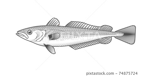 Cape hake sketch, hand drawn fish, hake seafood menu, fish in engraved style, vector 74875724