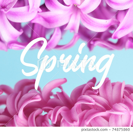 Hyacinth Pink Surprise Dutch Hyacinth. Spring flowers.  Hyacinth Pink Surprise Dutch Hyacinth. Spring flowers.  74875860