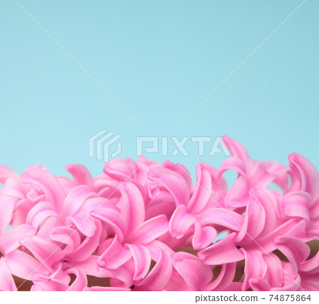 Hyacinth Pink Surprise Dutch Hyacinth. Spring flowers.  74875864