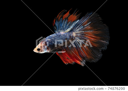 Half moon blue and red betta isolated on black background with clipping path 74876200