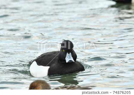 Kinkrochasshuro 74876205