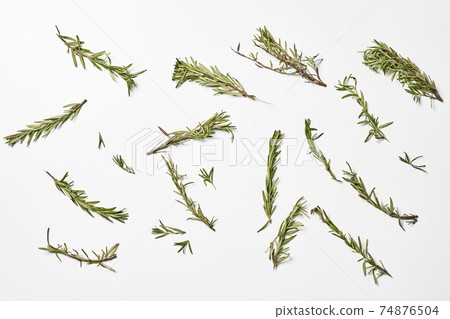 Fresh rosemary on white 74876504