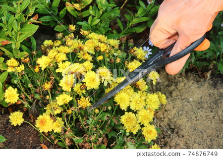 Hand is wearing orange rubber gloves to pick up streel scissors to decorate the flowers of  tree in the garden. Hand is wearing orange rubber gloves to pick up streel scissors to decorate the flowers of  tree in the garden. 74876749