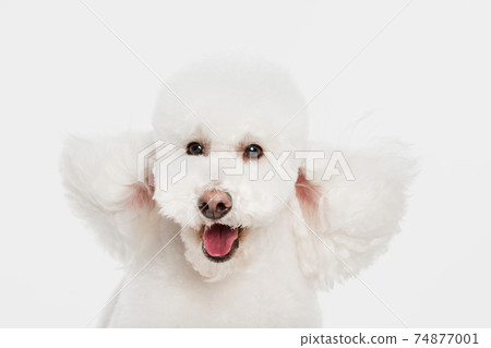 Close-up portrait of white dog poodle isolated over white background. 74877001